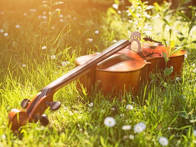 Cello lying in field with soft sunlight and tall grasses