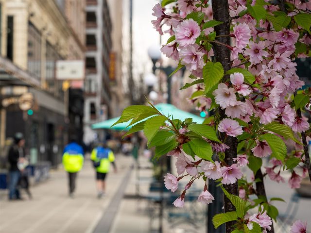 Cherry blossoms