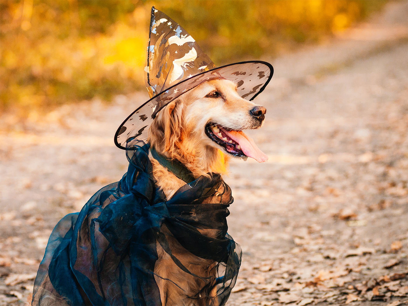 Dog in costume